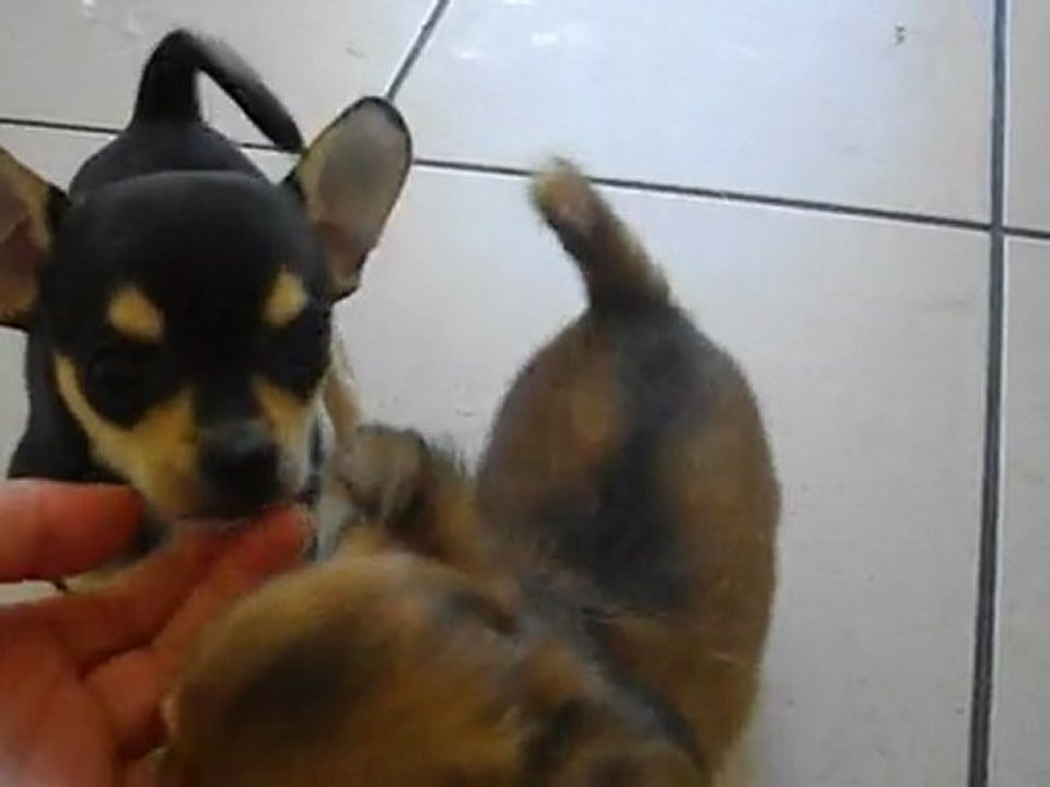 Opium ..... le chiot coquin!