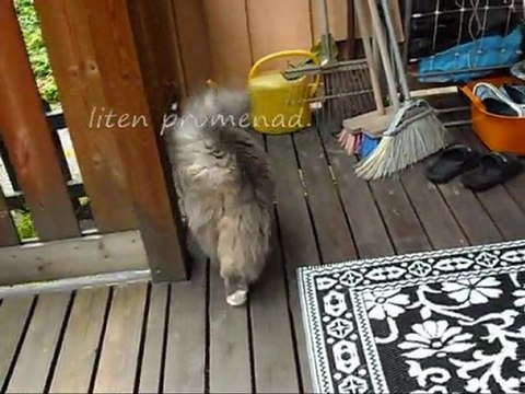 Film på Revis 16 Juli - 11. Med musik.