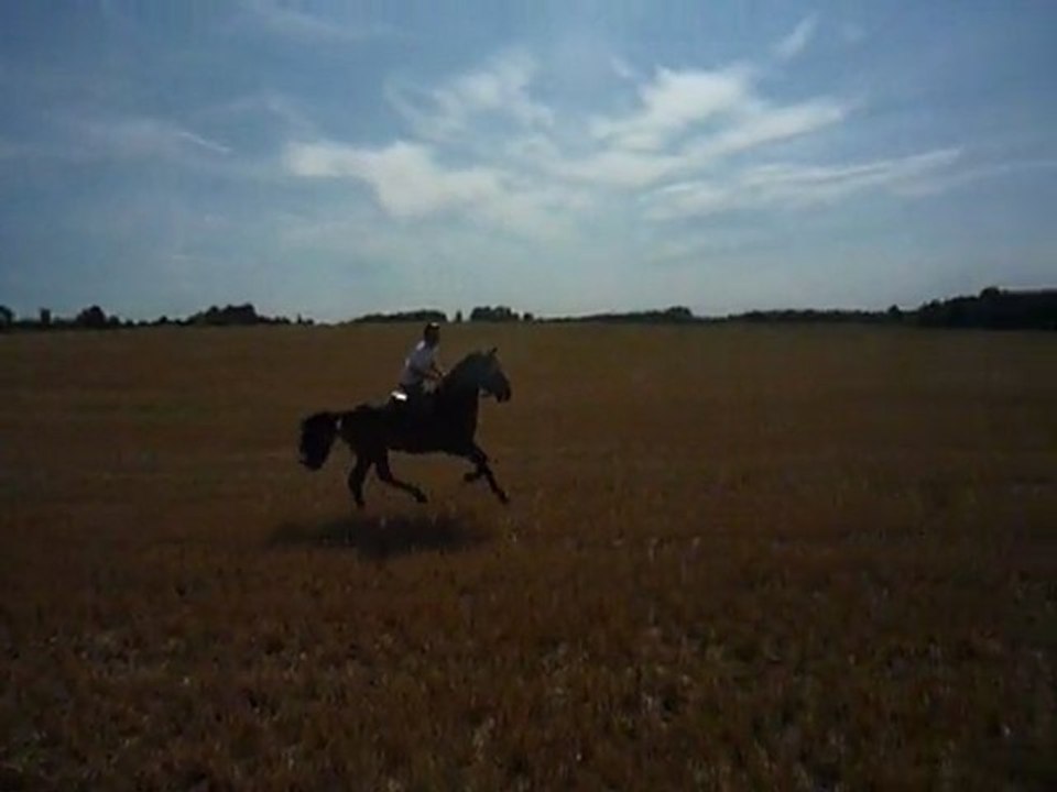 Rocco galop