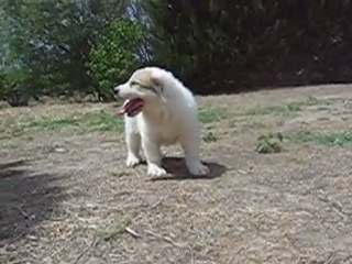 CHIOTS MONTAGNE DES PYRENEES A RESERVER DE CH.CS. URA-BELLE x CH. EDWIN