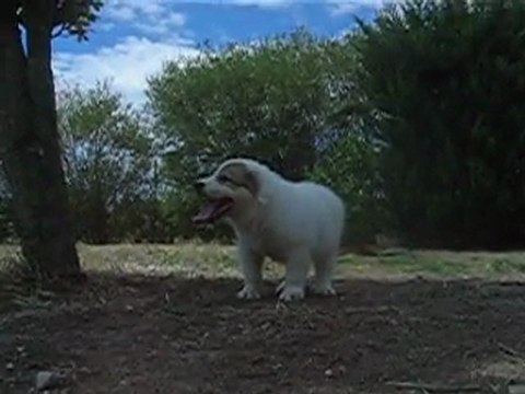 CHIOTS MONTAGNE DES PYRENEES A RESERVER DE CH.CS. URA-BELLE x CH. EDWIN
