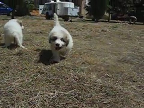 CHIOTS MONTAGNE DES PYRENEES A RESERVER DE CH.CS. URA-BELLE x CH. EDWIN