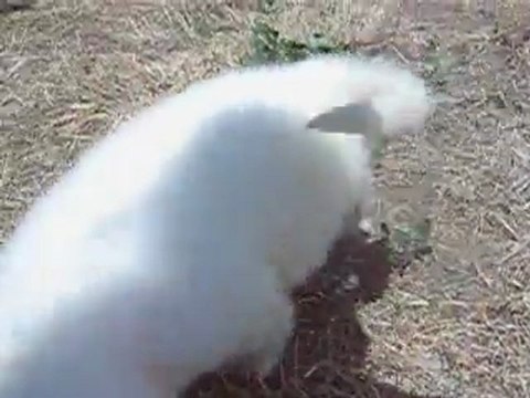 CHIOTS MONTAGNE DES PYRENEES A RESERVER DE CH.CS. URA-BELLE x CH. EDWIN