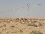 caravane de dromadaire, désert près de la frontière irakienne, Syrie