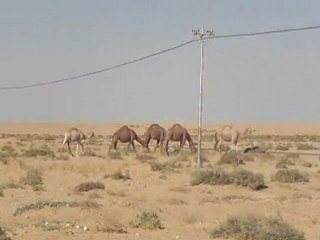 caravane de dromadaire, désert près de la frontière irakienne, Syrie