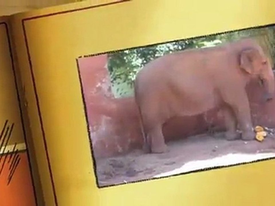 Les animaux du voyage