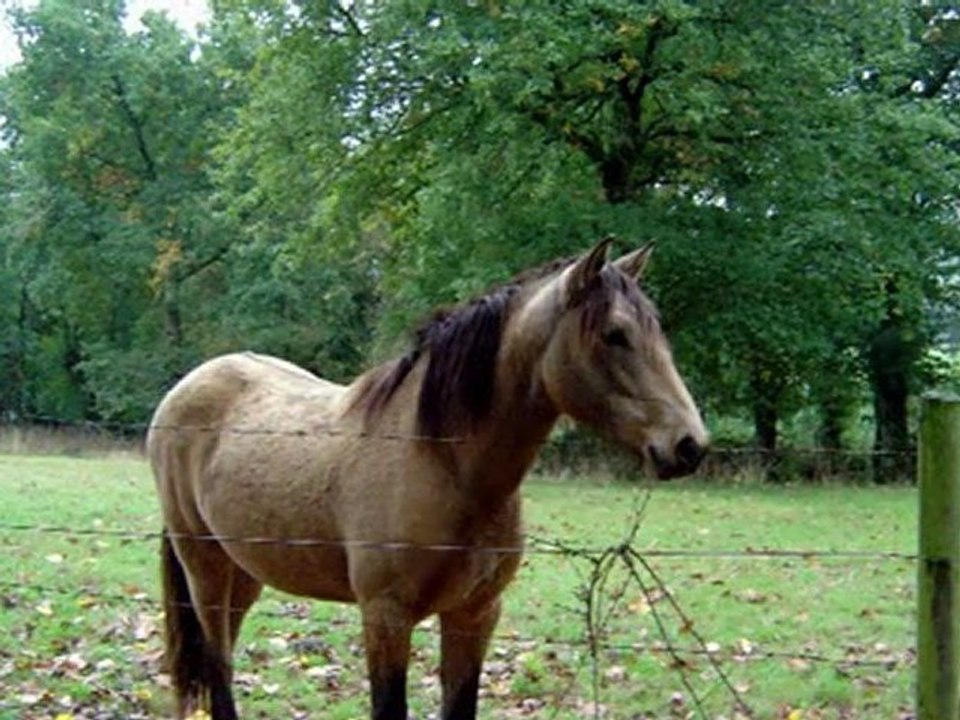 negra sombra