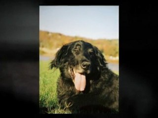 Free Pet Exam Fayetteville, AR