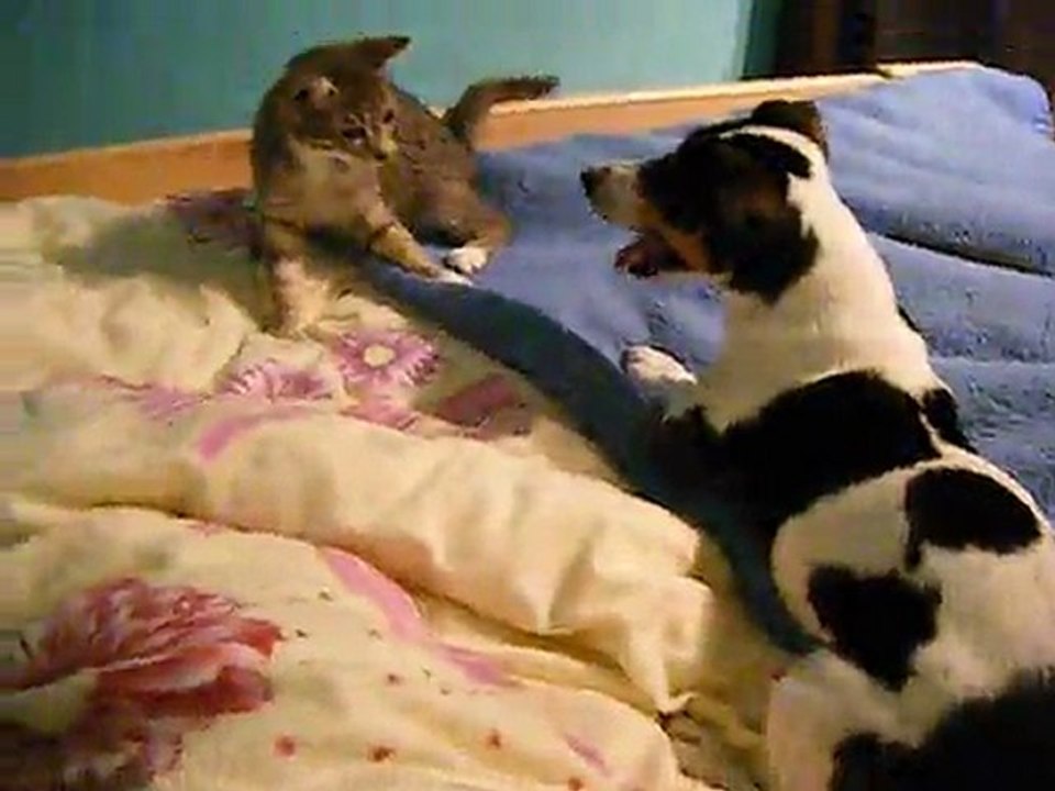 Jack russel contre chaton