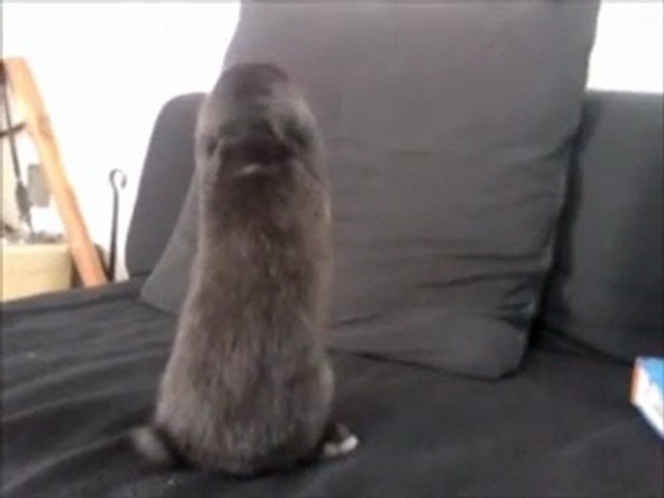 Loulou qui saute