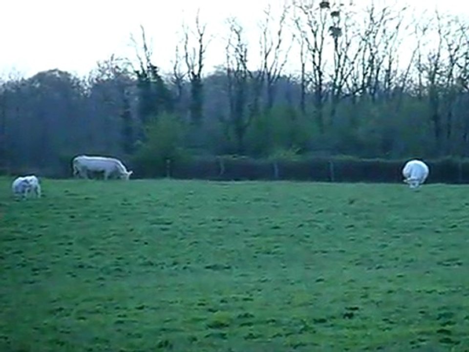 Approche & affut...renards