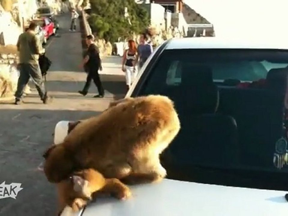 Most Awesome Carmageddon