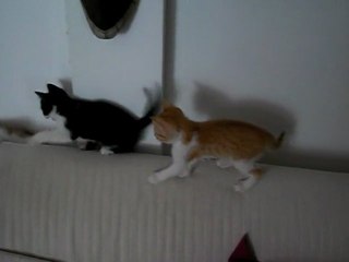 Les Chatons VS Canapé