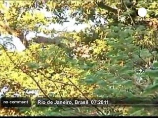 Brésil : les singes arrivent en ville - no comment