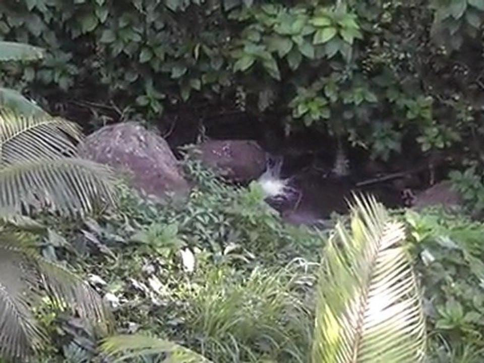 LA KOUR LA KAZ EK LA RIVIERE ...BRAS MAHO qui rejoint la riviere butor St Denis