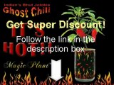 Ghost Pepper - Grow the hottest chilli peppers at home!