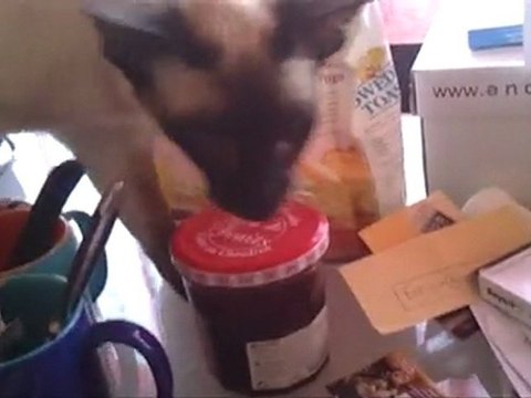 Farouk, Chat Siamois