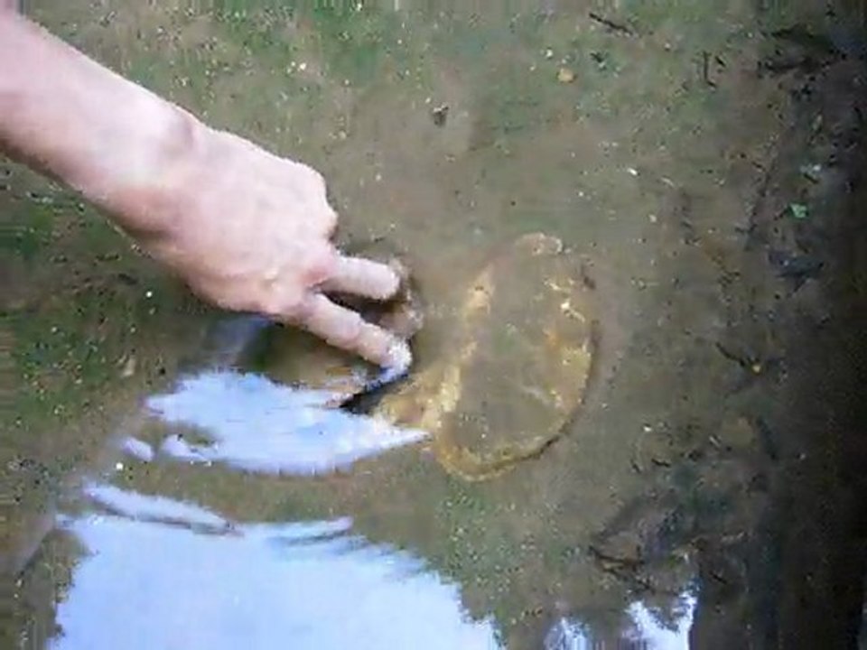 Poissons bresil 1