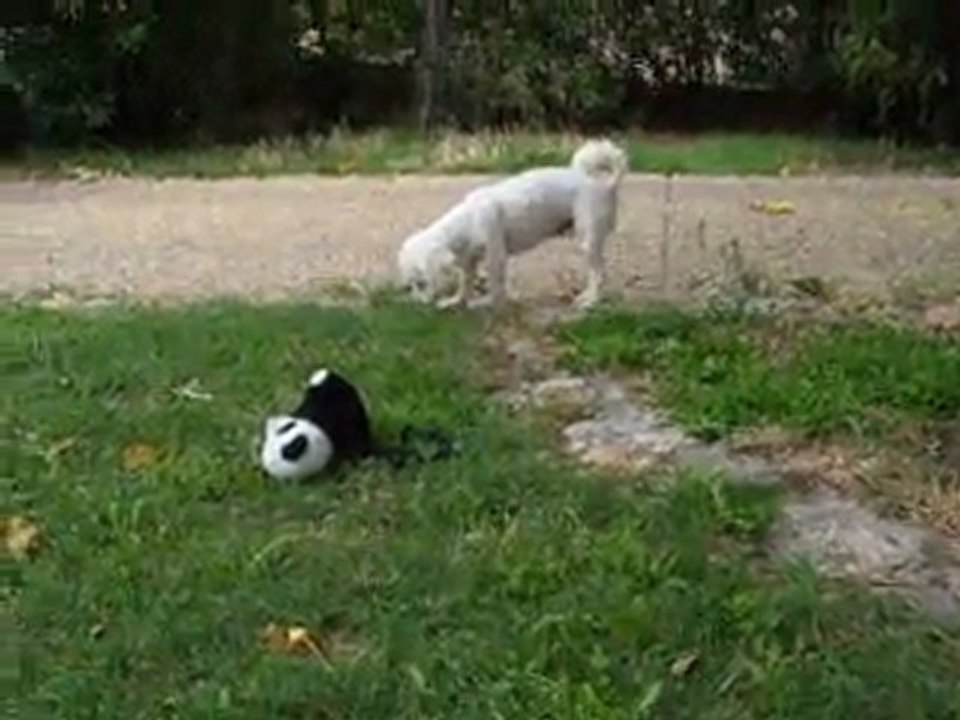 diva la timide