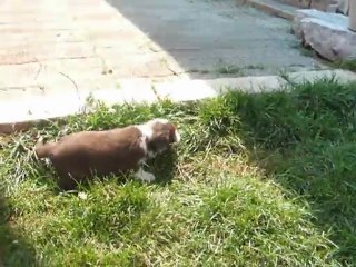 Les petites merveilles