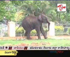 Wild elephants on rampage in Mysore city, one killed