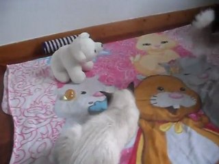 video chatons  ragdoll 3 mois  et demi (sieste) 017