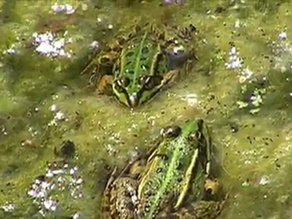 grenouilles