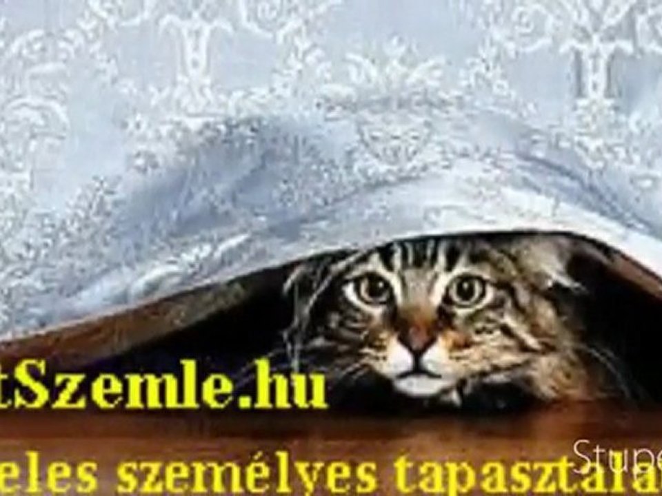 NetSzemle klip 5 (0 18)