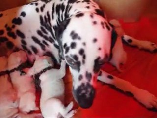 Portée darling 2010