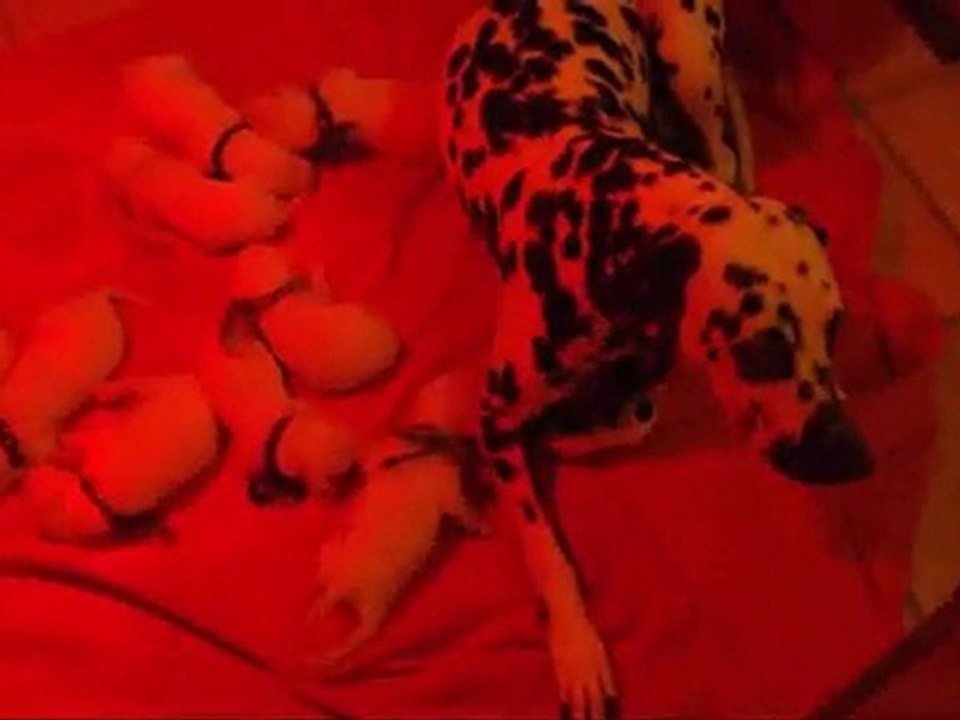 Portée darling 2010 (9 chiots )