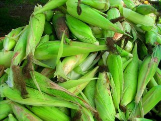 GÜRGENLİ PARTAL KADİR OKUTAN53 MİSİR TÜRKÜSÜ