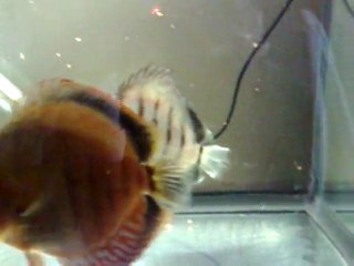 Jour 16  Hôpital 80L Repas 3   Dessalage 7