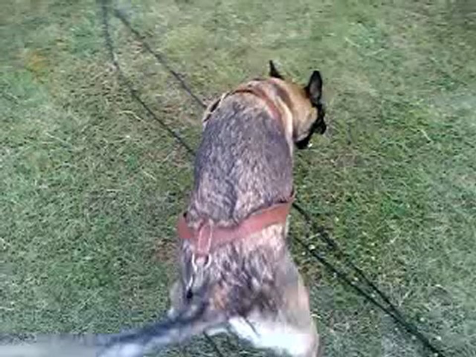 Cheyenne De L'Empire Du Phöenix en piste