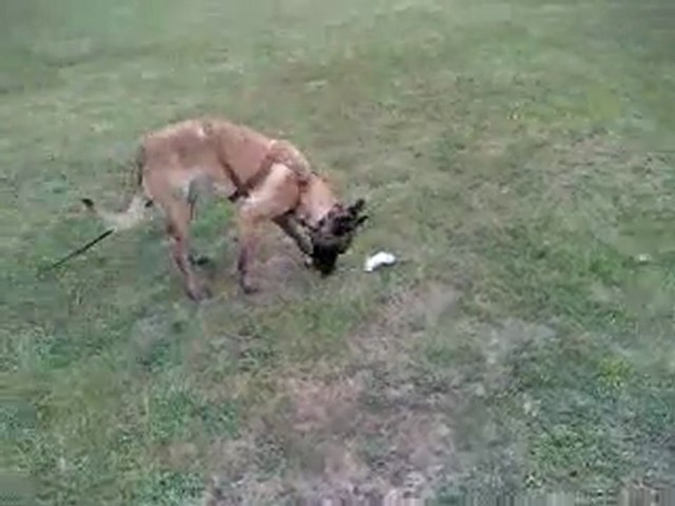 F.B.I 1ère séance pistage