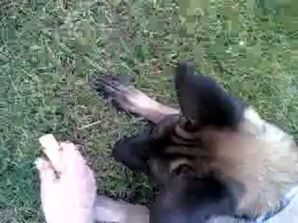 F.B.I 1ère séance de pistage (2)