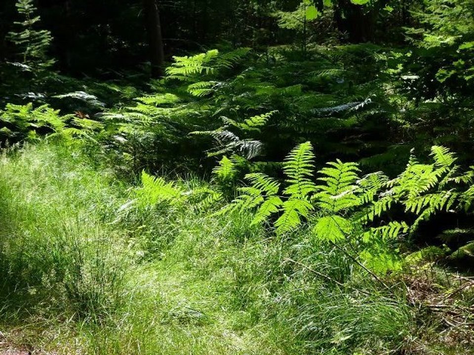 Einfach so Natur..