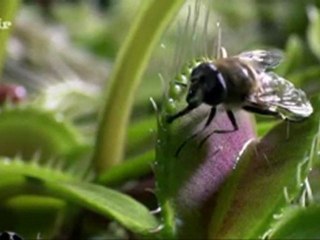 Venüs Sinek Kapanı