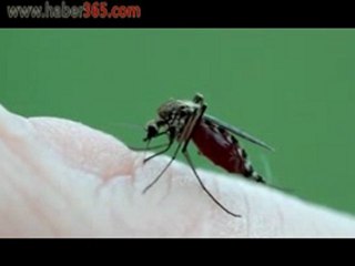 Sivri Sinek Nasıl Sokar