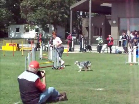 Dove à ingré 1er concours d'agility