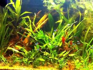 aquarium amazonien