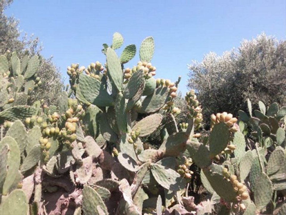 MARRAKECH 1 Roots Music
