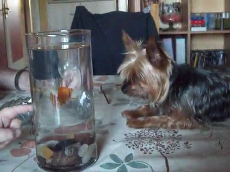 ubert et le poisson
