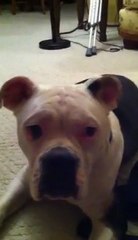 Ox the Hitler Dog and Jew Hunter