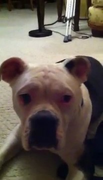 Ox the Hitler Dog and Jew Hunter