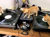 Kittens on DJ Decks