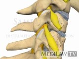 Cervical Spine Anatomy Intervertebral Disc Annulus Pulposus Nucleus FIbrosus orthopedic multimedia