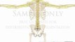 Cervical Spine Anatomy Central Peripheral Nervous System rheumatology animations