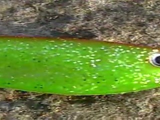 VIDEO DELALANDE PECHE