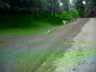 la course au bois