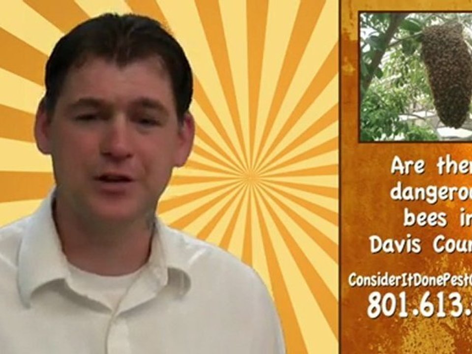 Pest Control Layton - Are there dangerous bees in Davis County